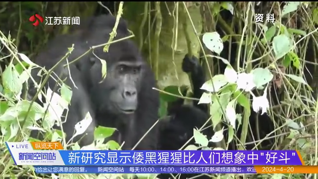 新研究显示倭黑猩猩比人们想象中“好斗”