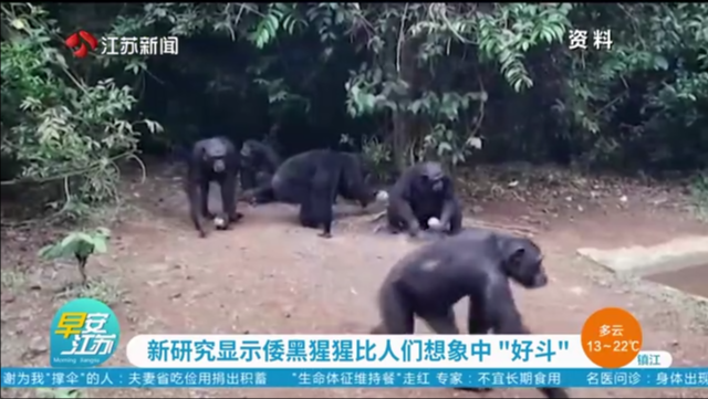 新研究显示倭黑猩猩比人们想象中“好斗”
