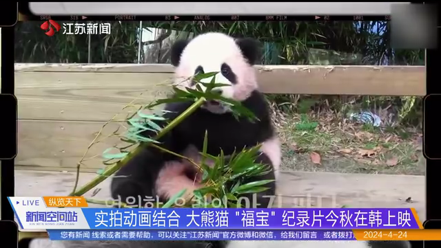 实拍动画结合 大熊猫“福宝”纪录片今秋在韩上映