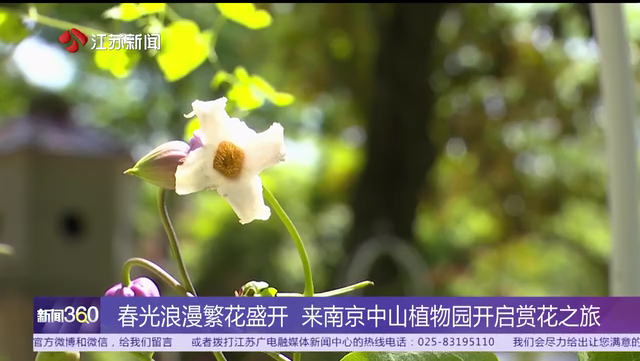 春光浪漫繁花盛开 来南京中山植物园开启赏花之旅 藤花等风也等你 1000多株铁线莲造型各异惹人爱