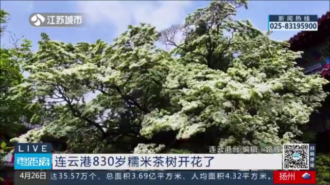 连云港830岁糯米茶树开花了
