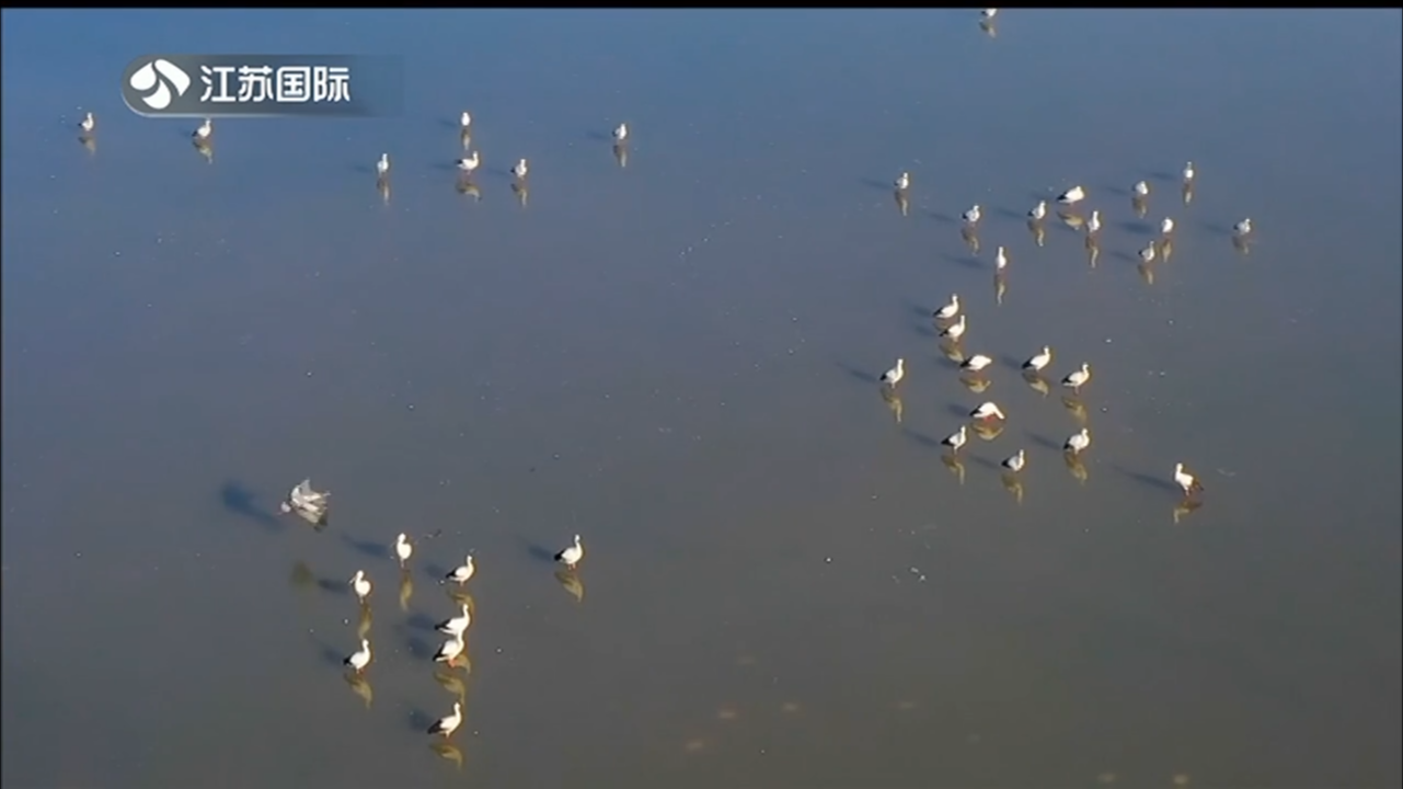 More oriental white storks hatch babies in Jiangsu